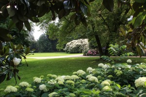 Ortensie a Villa Doria Il Torrione by RCastrini-006