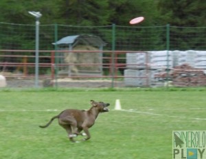 disc dog pragelato 2015 (5)