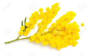 14446873-branch-of-mimosa-isolated-on-white-Stock-Photo-mimosa