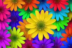 fiori_colorati_bellissimi