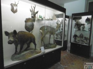 inaugurazione museo mario strani pinerolo (1)