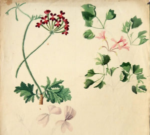 –Mostra su Tecofila Colla ed i disegni botanici da sabato 3  a Pinerolo